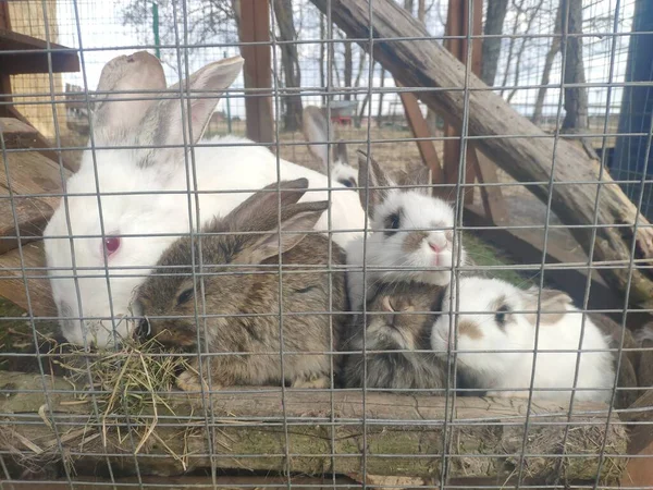 Coelhos engraçados numa jaula. A mamã Bunny e as lebres. manutenção de rua de coelhos em uma fazenda — Fotografia de Stock