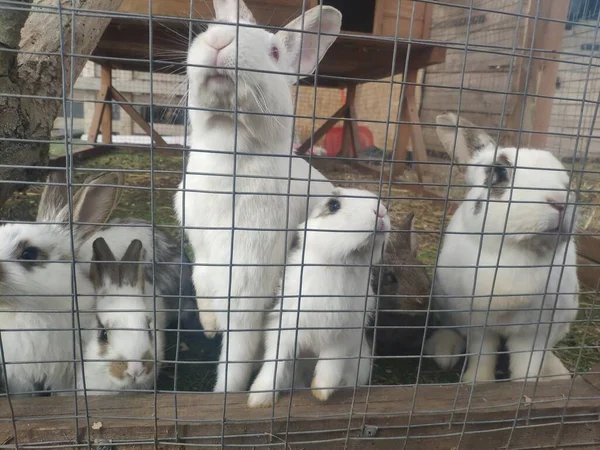 Roliga kaniner i en bur. Mamma Bunny och de små hararna. gatuhållning av kaniner på en gård — Stockfoto