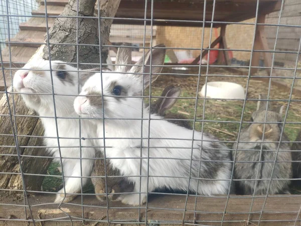 Coelhos engraçados numa jaula. A mamã Bunny e as lebres. manutenção de rua de coelhos em uma fazenda — Fotografia de Stock