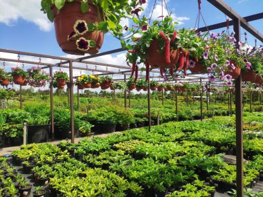 Bahçe merkezi. Bahçe dükkanı. Bitki, ağaç ve çiçek satışı. Bitkilerin, ağaçların ve çiçeklerin çeşitliliği