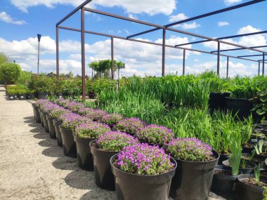 Bahçe merkezi. Bahçe dükkanı. Bitki, ağaç ve çiçek satışı. Bitkilerin, ağaçların ve çiçeklerin çeşitliliği