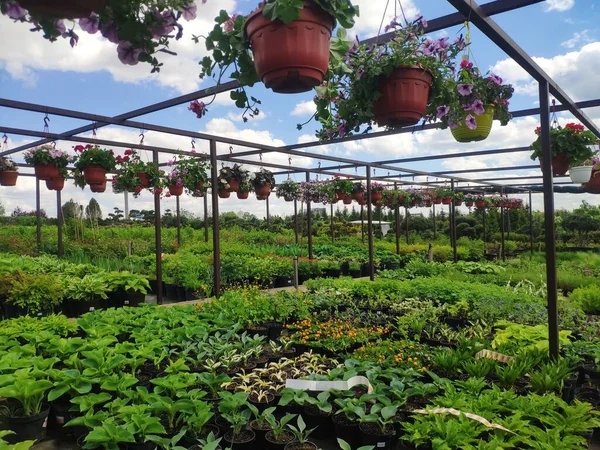 Centro de jardim. Loja de jardinagem. Venda de plantas, árvores e flores. Variedade de plantas, árvores e flores — Fotografia de Stock