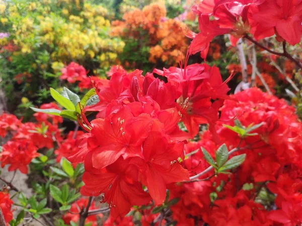 Bella fioritura Rhododendron. Sfondo fiori. grandi fiori rossi in giardino da vicino — Foto Stock