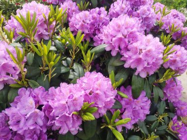 Güzel çiçek açan Rhododendron. Çiçek arka planı. Bahçedeki büyük pembe çiçekler yakın.