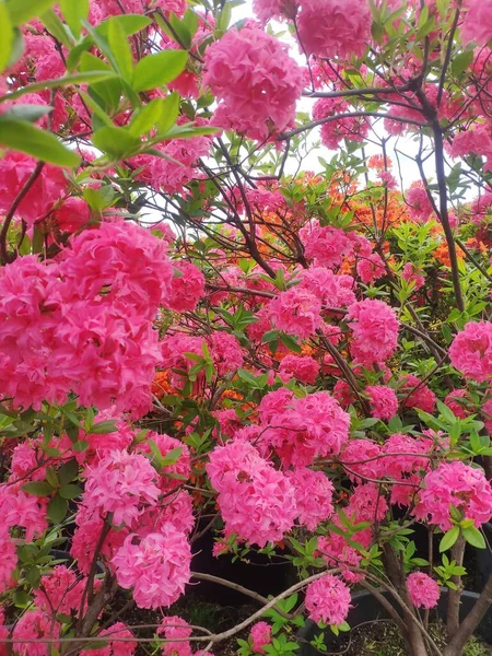 Piękny kwitnący Rododendron. Tło kwiatów. duże różowe kwiaty w ogrodzie zbliżenie — Zdjęcie stockowe