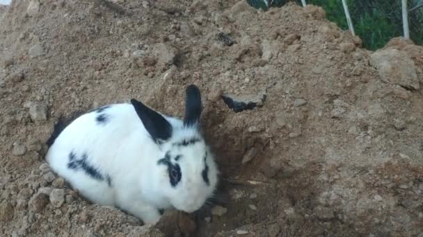 Чорно-білий кролик копає діру в землі — стокове відео