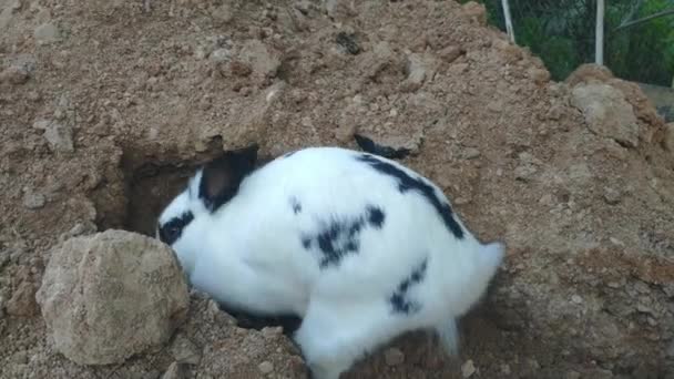 Czarny i biały królik kopie dziurę w ziemi — Wideo stockowe