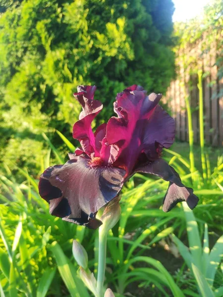 Bel fiore di iris viola primo piano. fiori da giardino. sfondo floreale — Foto Stock