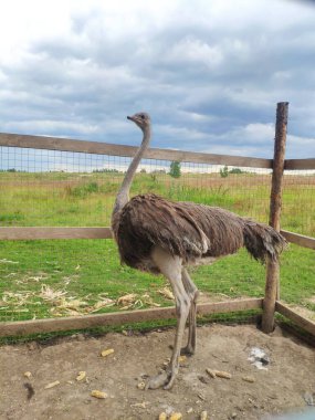Bulutlu bir günde devekuşları bir ağılın içinde dışarıda yürürler. Rusya 'nın orta kesimindeki bir çiftlikte devekuşu yetiştiriyorlar.