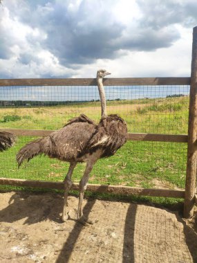 Bulutlu bir günde devekuşları bir ağılın içinde dışarıda yürürler. Rusya 'nın orta kesimindeki bir çiftlikte devekuşu yetiştiriyorlar.