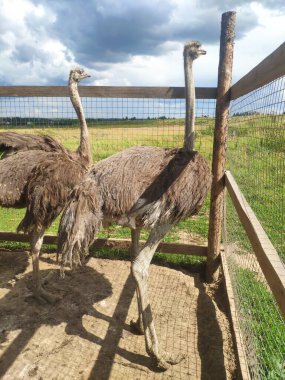 Bulutlu bir günde devekuşları bir ağılın içinde dışarıda yürürler. Rusya 'nın orta kesimindeki bir çiftlikte devekuşu yetiştiriyorlar.