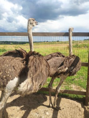 Bulutlu bir günde devekuşları bir ağılın içinde dışarıda yürürler. Rusya 'nın orta kesimindeki bir çiftlikte devekuşu yetiştiriyorlar.