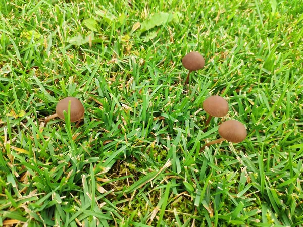 Sgabelli di rospo sul prato verde in giardino. funghi velenosi sull'erba. Panaeolus foenisecii. fungo tosaerba, fieno o fieno bruno — Foto Stock