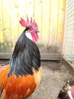 Çok renkli horoz. Büyük kırmızı armalı güzel turuncu ve siyah bir horoz etrafına bakıyor. Horozlar yaklaşıyor.