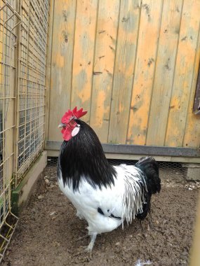 Büyük kırmızı taraklı, siyah ve beyaz bir penis. Bir horoz çiftlikte bir ağılda yürüyor.