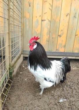 Büyük kırmızı taraklı, siyah ve beyaz bir penis. Bir horoz çiftlikte bir ağılda yürüyor.