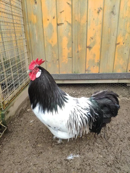 Bonito branco e preto galo com um grande pente vermelho close-up. um galo anda em uma caneta em uma fazenda — Fotografia de Stock