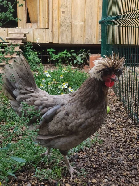 Grey colored crested chicken walking in a paddock fenced with a grid on the farm. breed of chicken with long feathers on its head — Stock Photo, Image