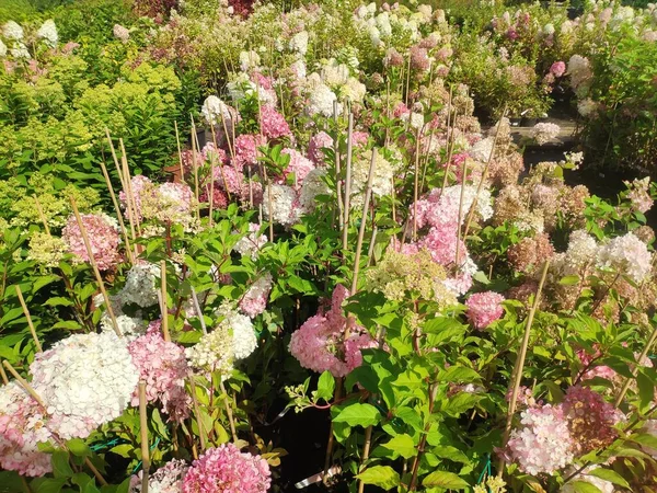 Rośliny w doniczkach w rzędzie na sprzedaż w dużym centrum ogrodu. kwitnący rododendron w sklepie ogrodniczym. Sprzedaż różnych roślin, drzew i kwiatów — Zdjęcie stockowe