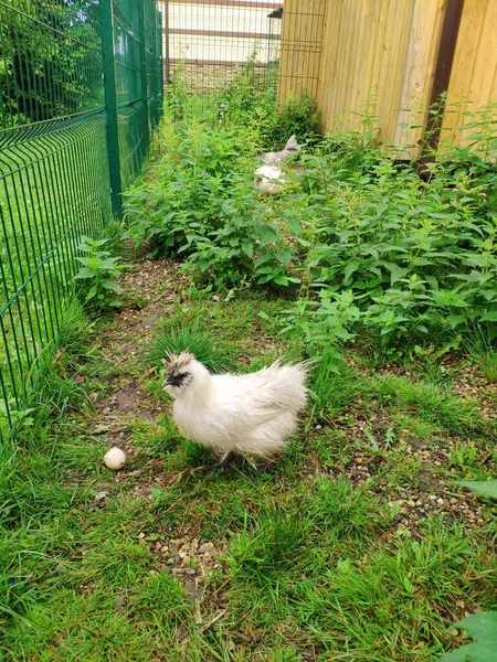 Čínské hedvábné kuře sneslo vejce. kuře s měkkým peřím kráčí v trávě — Stock fotografie