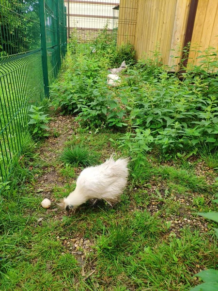 Frango de seda chinês pôs um ovo. frango com penas macias caminha na grama — Fotografia de Stock