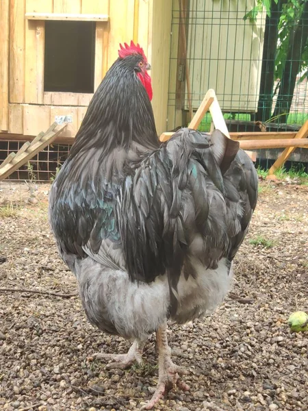 Gran gallo negro camina en el patio de la granja —  Fotos de Stock