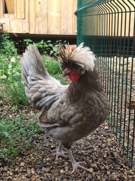 Pollo de cresta de color gris caminando en un paddock cercado con una rejilla en la granja —  Fotos de Stock