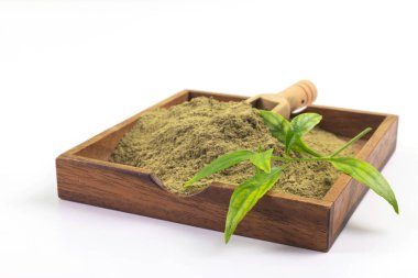 Taze Andrographis Paniculata ve Paniculata tahta tabakta toz bitkisi çıkarıyorlar, beyaz arka planda izole edilmiş..