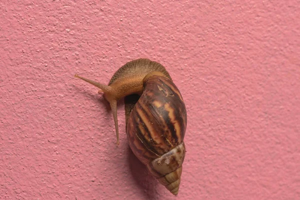 粗糙粉红水泥墙上的蜗牛爬行 — 图库照片