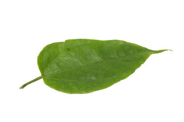 Laurel Clockvine yaprağı, kırpma yolları ile beyaz arkaplan izole.