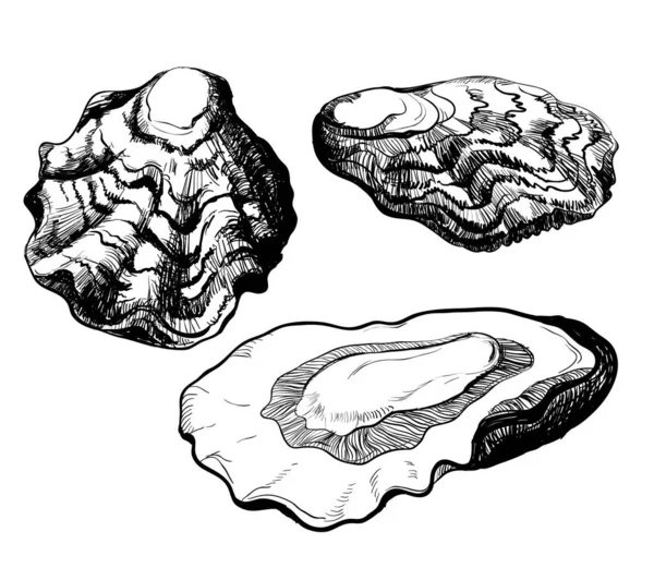 在白色背景上孤立的牡蛎的黑白插图 贝类的矢量图形 — 图库矢量图片