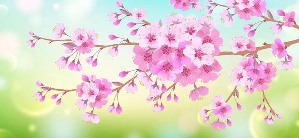 Fondo Suave Primavera Con Una Rama Flores Cerezo Florecientes Flores — Vector de stock
