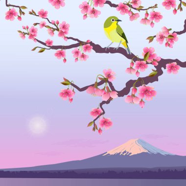 Fuji 'nin arka planında Uguisu ve Sakura' nın gerçekçi grafikleri. Çiçek açan kiraz dalında Japon Bülbülü. Bush Wabler 'ın vektör illüstrasyonu. Güneşte Fudjiyama.