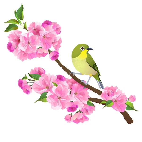 Realistic Illustration Japanese Nightingale Sakura Branch Isolated White Background Vector — Stock Vector