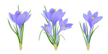 Bir çift bahar mor timsahı. Anneler Günü, Uluslararası Kadınlar Günü ve Paskalya için tebrik kartları. Düz stil vektör klipsi sanatı. Beyaz arka planda bir buket çiçek..