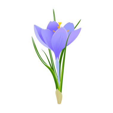 Violet Crocus çiçeği beyaz bir arka planda izole edilmiş. Bahar kar damlası. Yeşil yapraklı mor safran. İlkbahar ve Paskalya kartları için clipart.