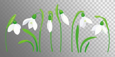 Kar damlası çiçekleri filizlendirir ve vektör bırakır