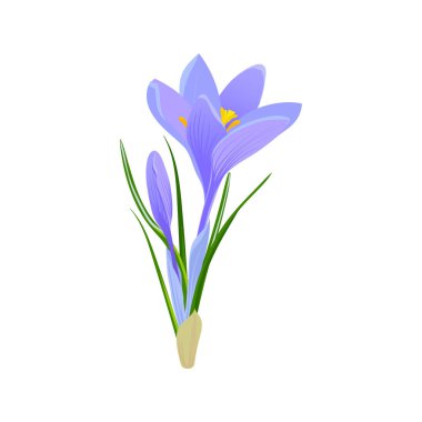 The first spring flowers of crocuses. Vector element for greeting cards and banners for Mother's Day and Easter. April purple saffrons on a white background. Vector flat clipart.