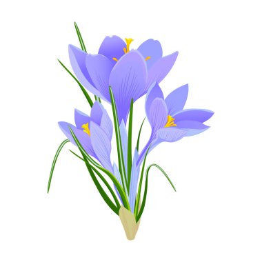 Bir buket narin bahar çuha çiçeği. Leylak timsahlarının ilk çiçekleri. Beyaz arka planda bir buket leylak rengi safran. Vektör klipsi. Bahar kompozisyonları için bir element.