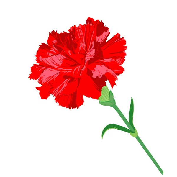 Clavel Rojo Floreciente Flor Vectorial Aislada Sobre Fondo Blanco — Vector de stock