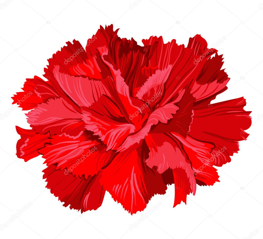 Red flowering carnation. Vector flower isolated on a white background.