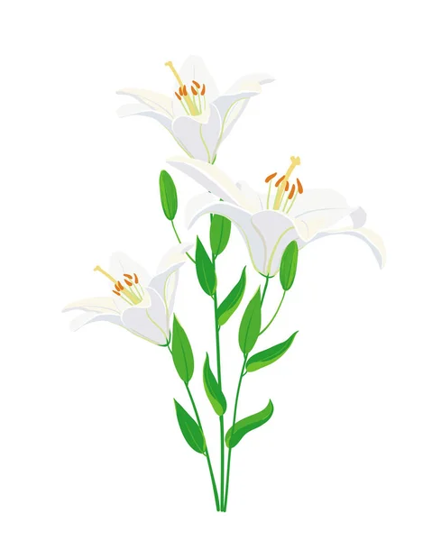 Lirios Blancos Aislados Sobre Fondo Blanco Ilustración Vectorial Flores Pueden — Archivo Imágenes Vectoriales