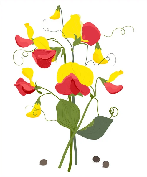 Botanical Illustration Garden Flowers Sweet Pea Branches Wedding Design — Stock Vector