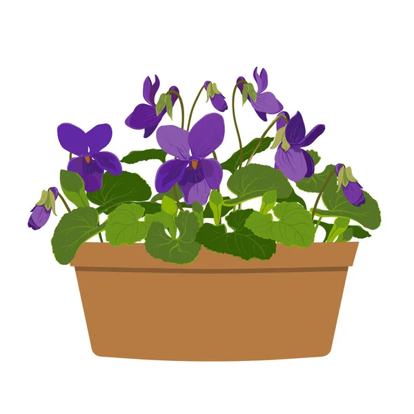 Violet Odorata Clay Pot White Background Purple Flowers Buds Leaves — Stock Vector
