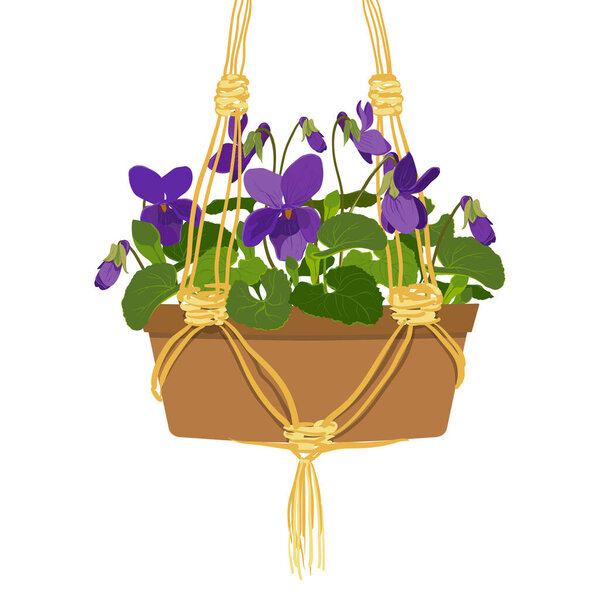Fragrant violet in a clay hanging pot on a white background. Purple flowers and buds, leaves of a forest bush. A fragrant plant.Vector illustration.