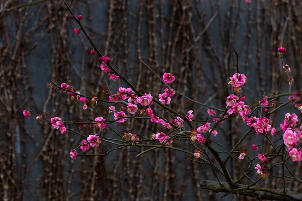 Frühling Pflaumenblüte Zweige rosa Blume — Stockfoto