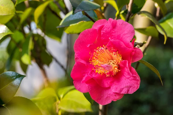 Beautiful Chinese Camellia — Stock Photo, Image