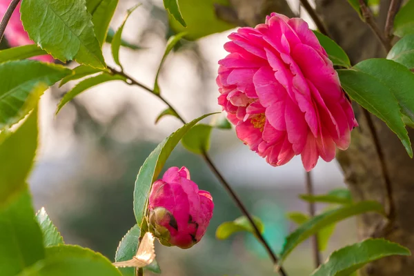 Beautiful Chinese Camellia — Stock Photo, Image