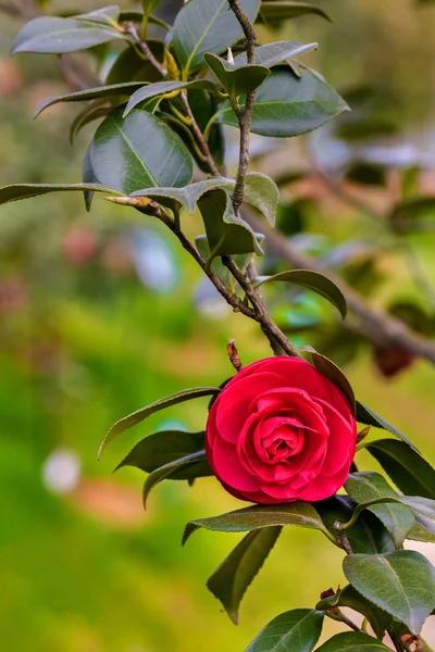 Beautiful Chinese Camellia — Stock Photo, Image