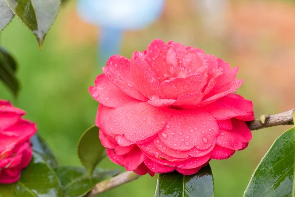 Beautiful Chinese Camellia — Stock Photo, Image